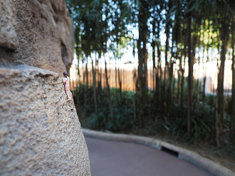 P4140577_thumb.png