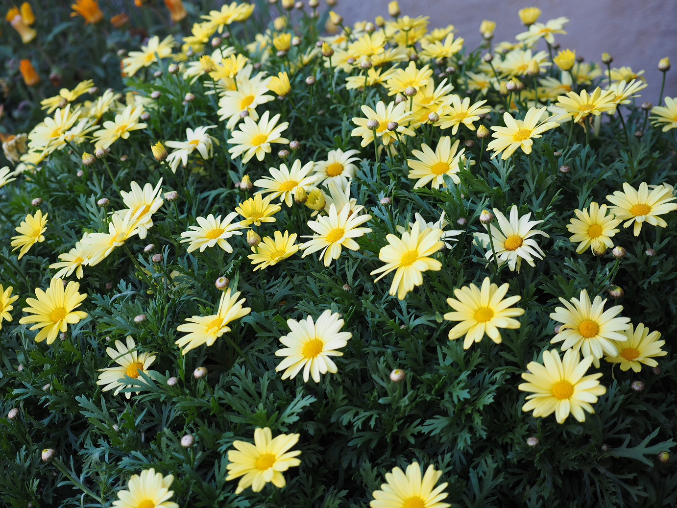 P4140853.jpg