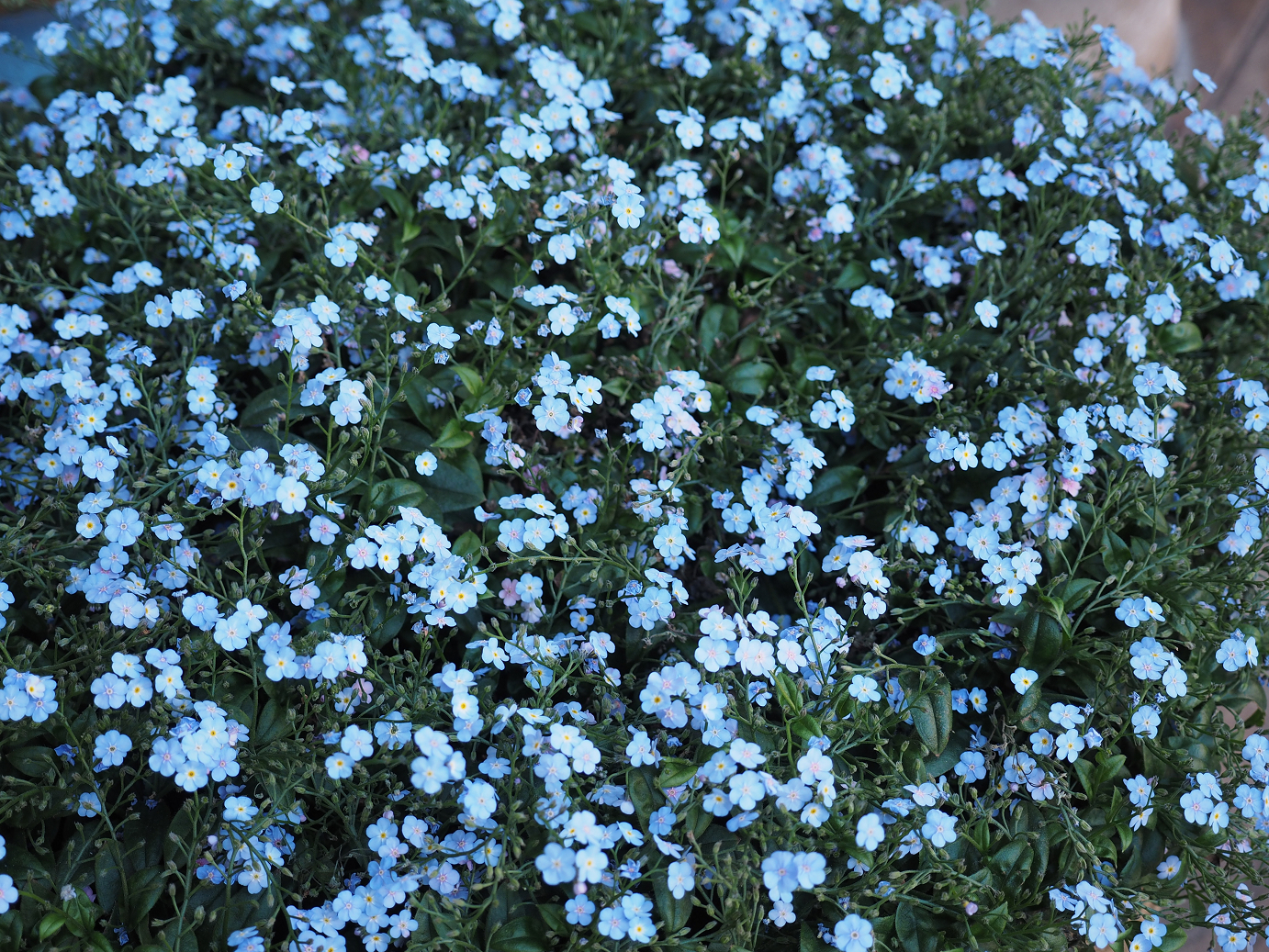 P4140854.jpg