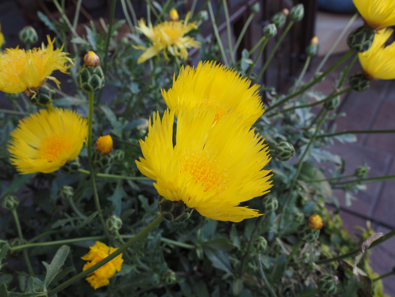 P4140875.jpg