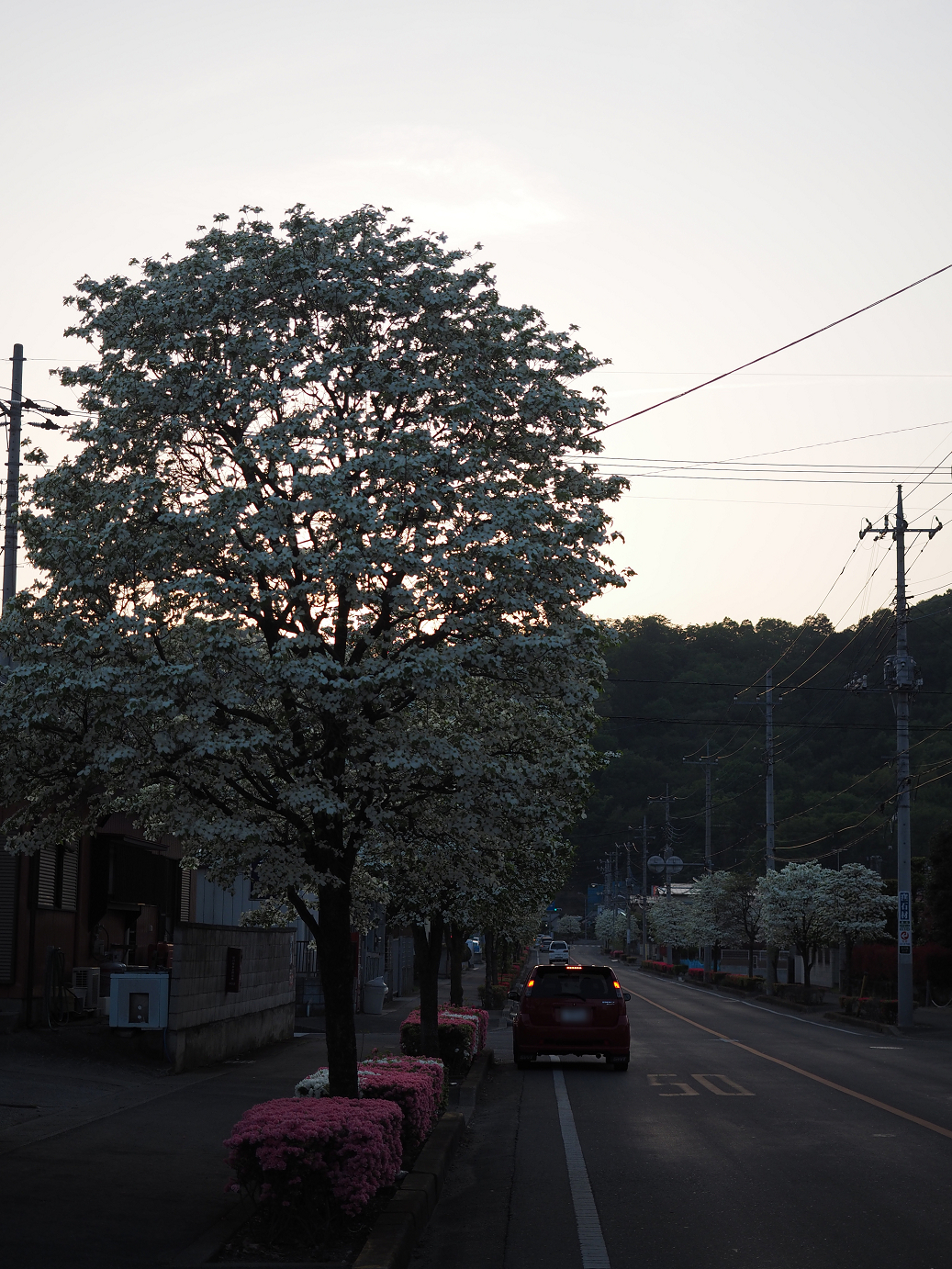 P4271011.jpg