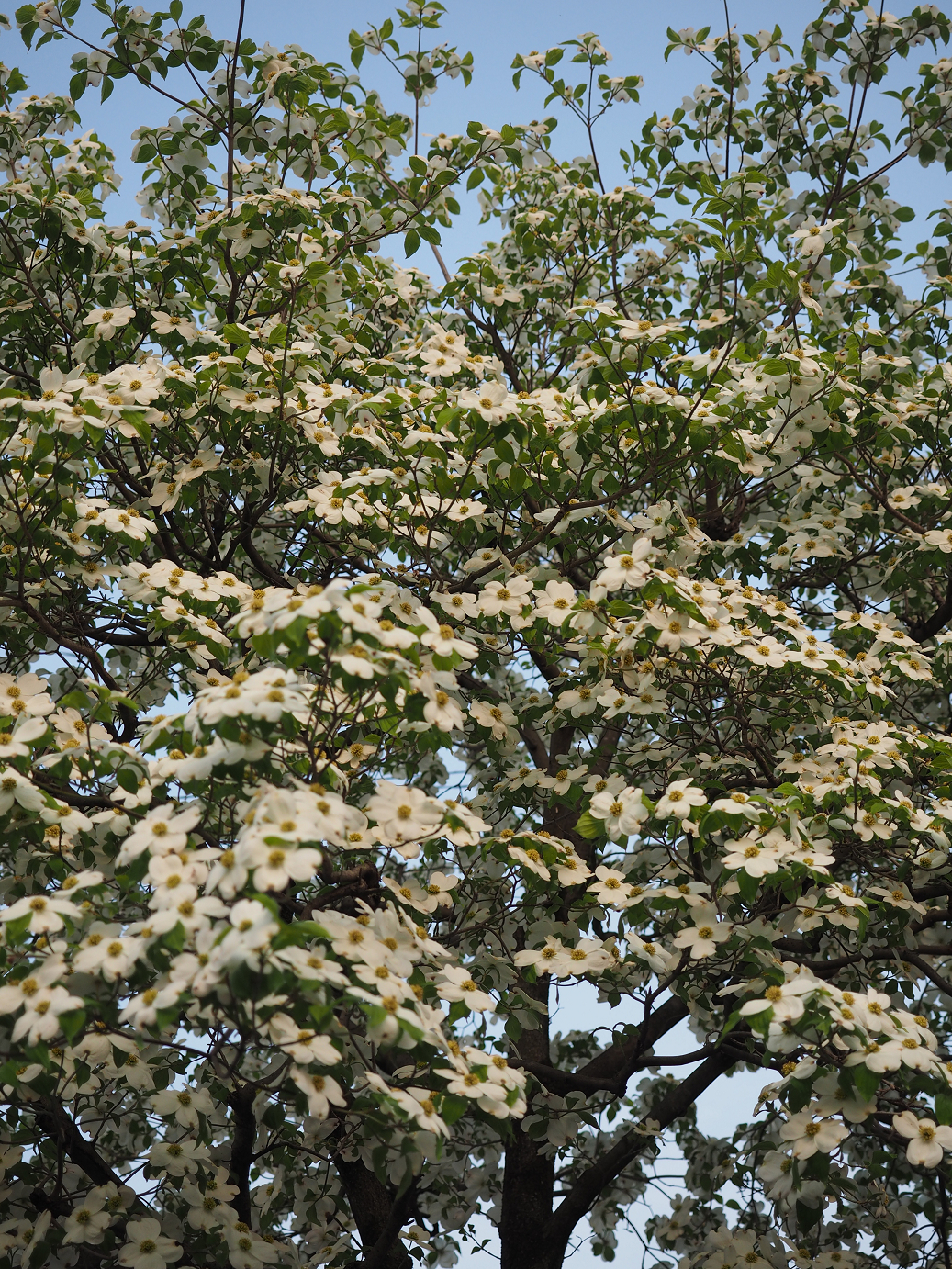 P4271029.jpg
