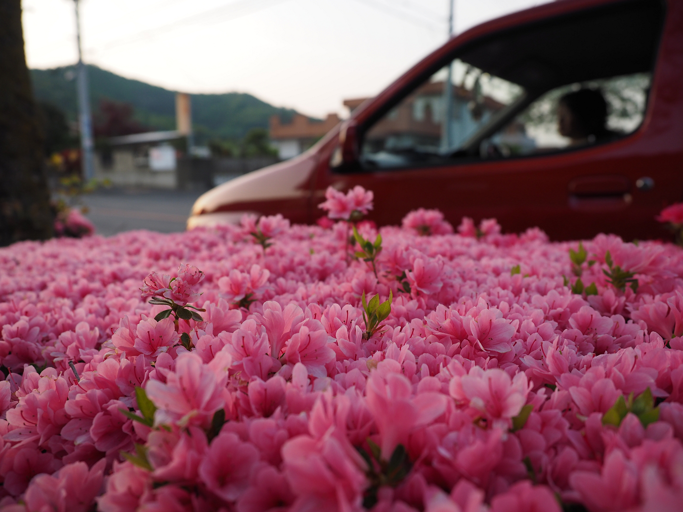 P4271038.jpg