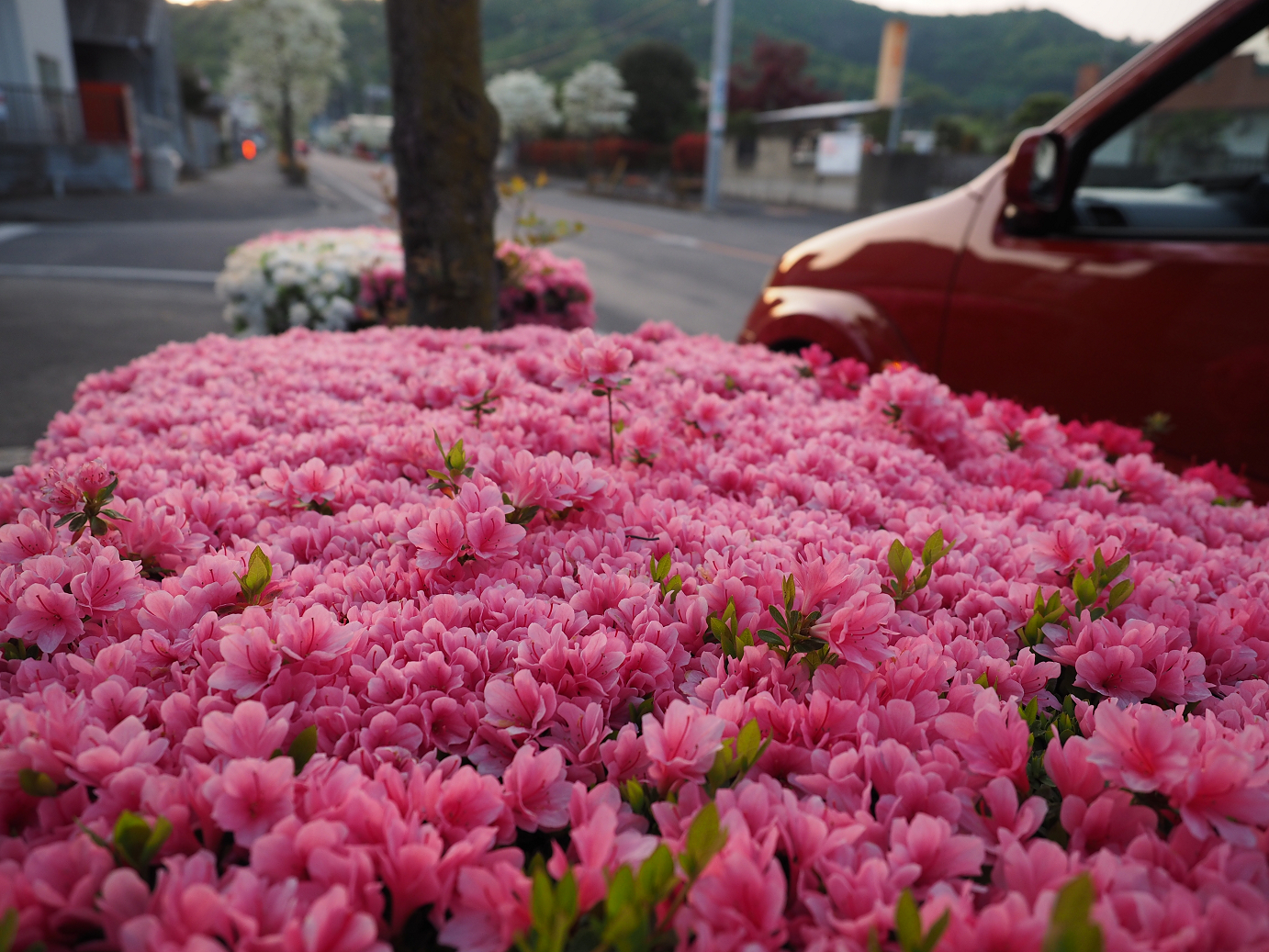 P4271039.jpg
