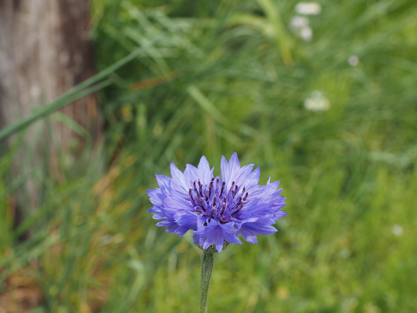 P4291117.jpg