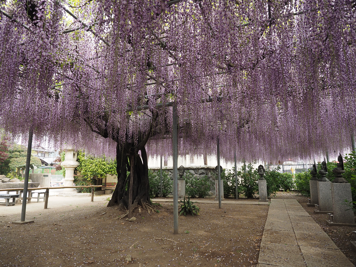 P4291189.jpg