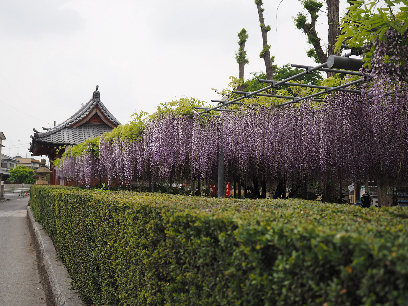 P4291230.jpg