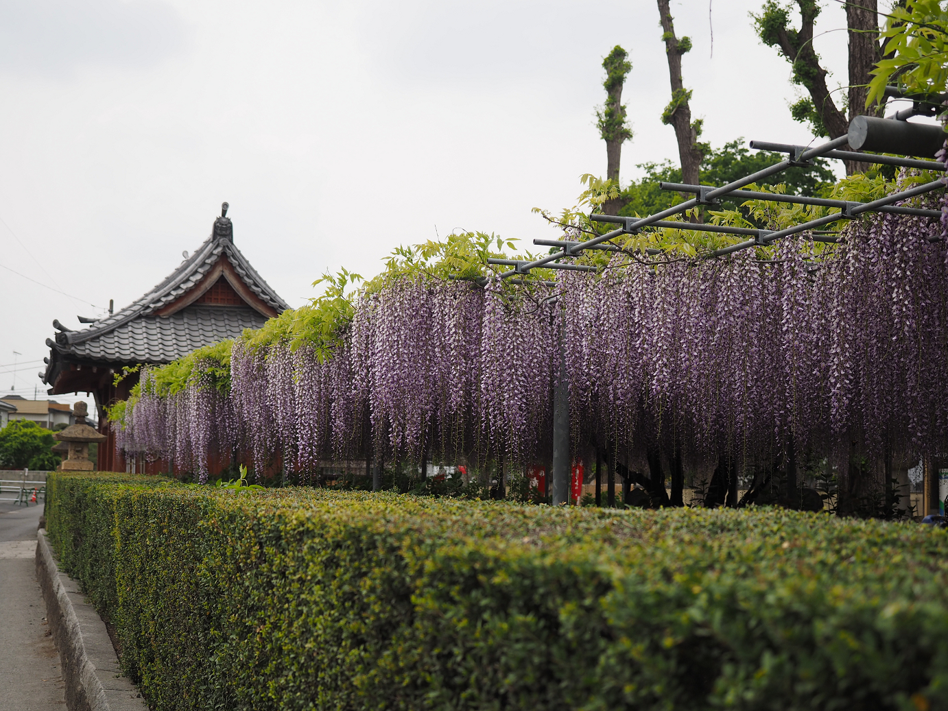 P4291231.jpg