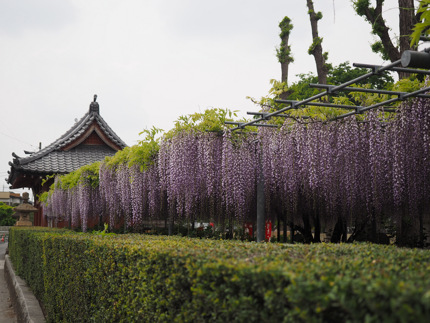 P4291232.jpg
