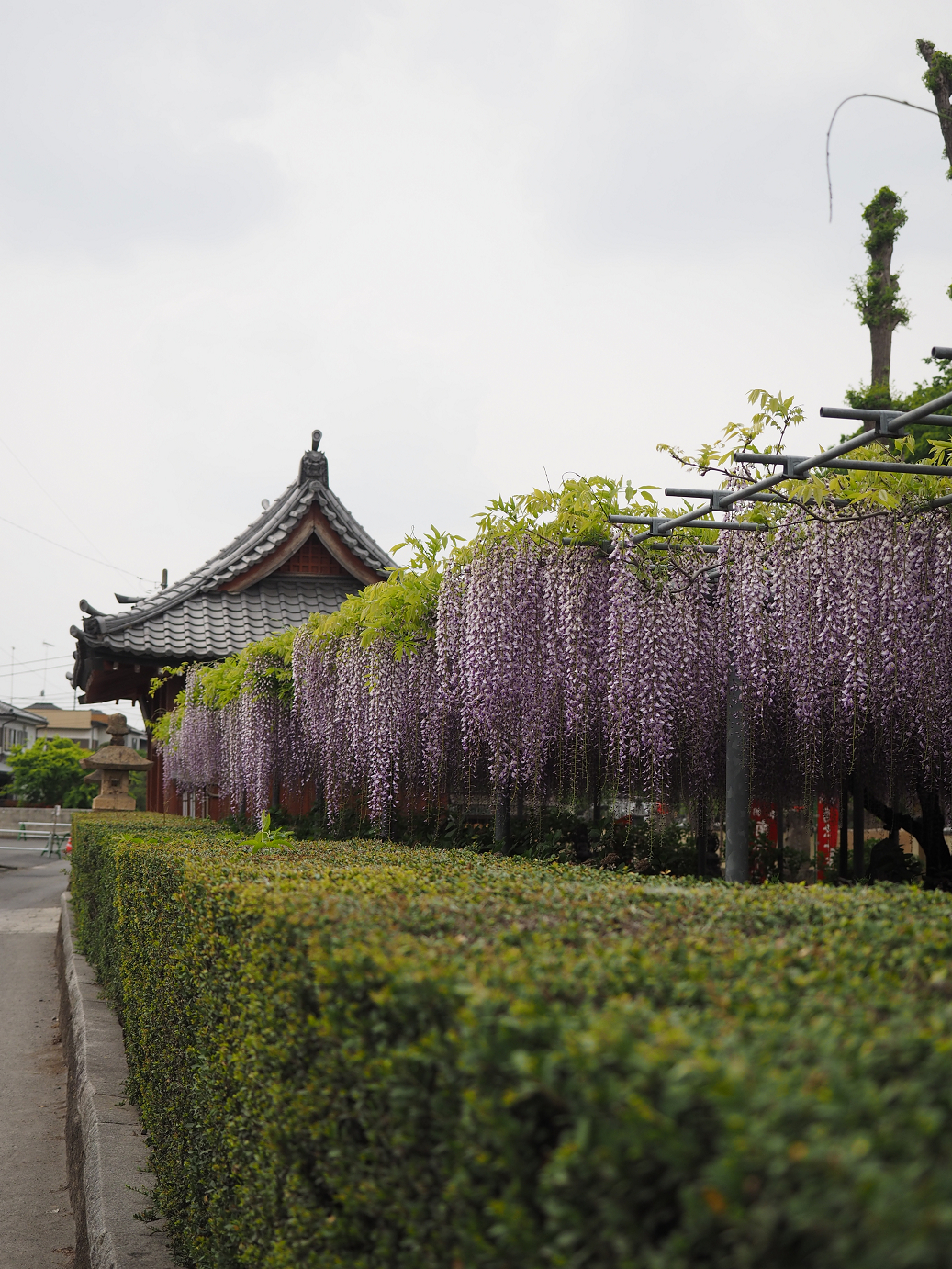 P4291235.jpg