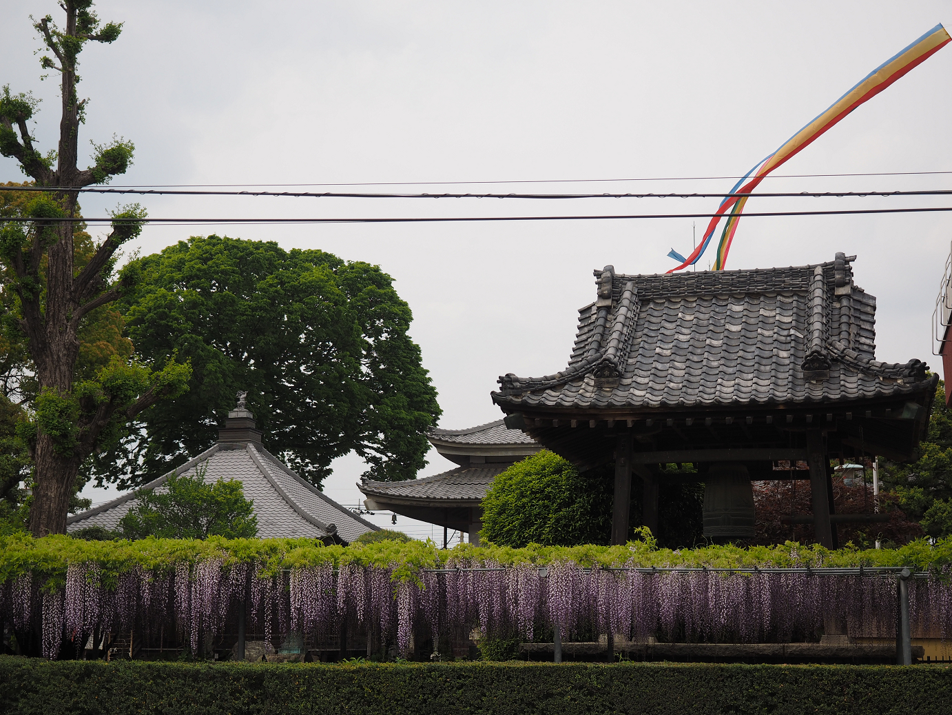 P4291240.jpg