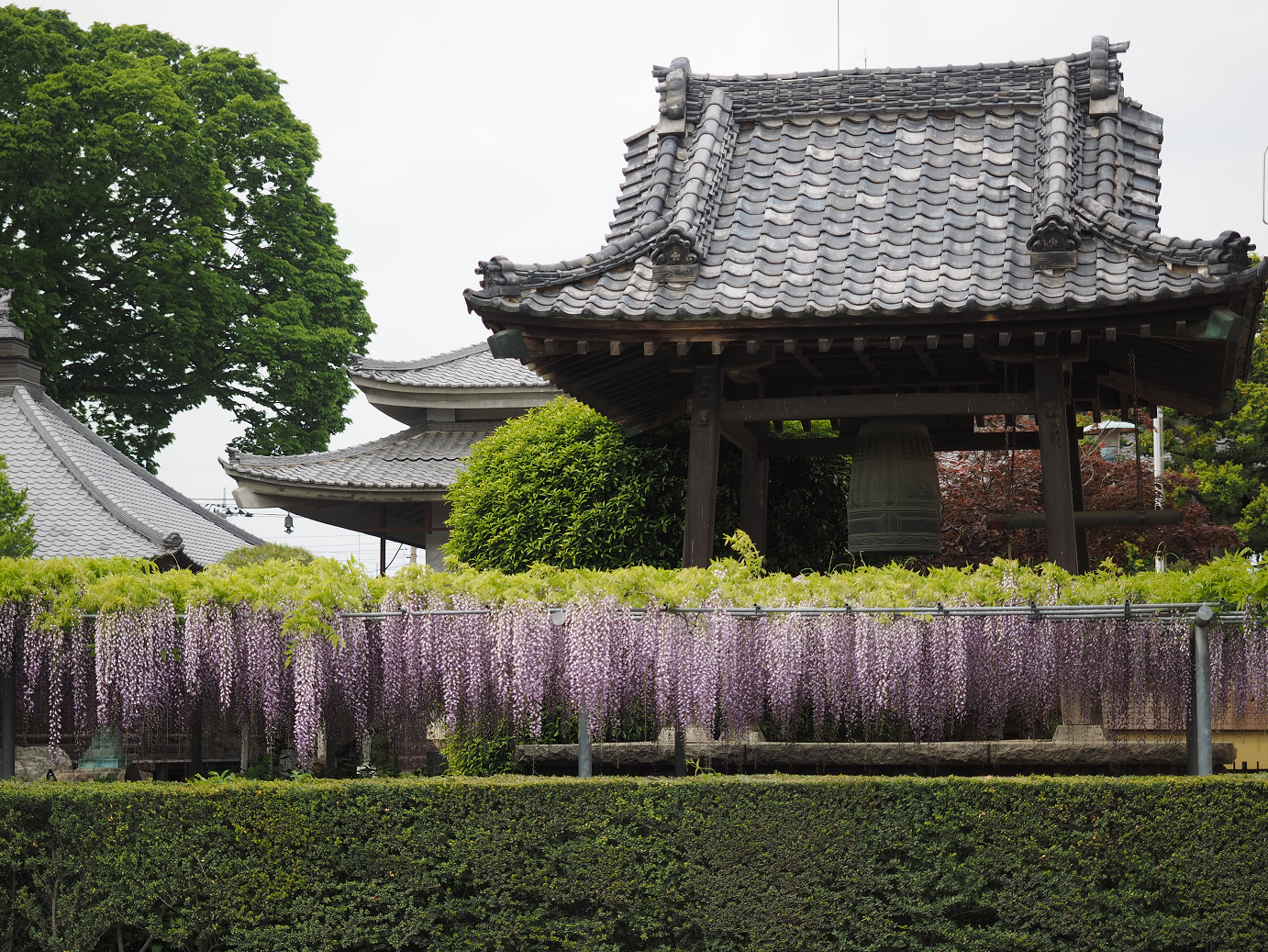 P4291241.jpg