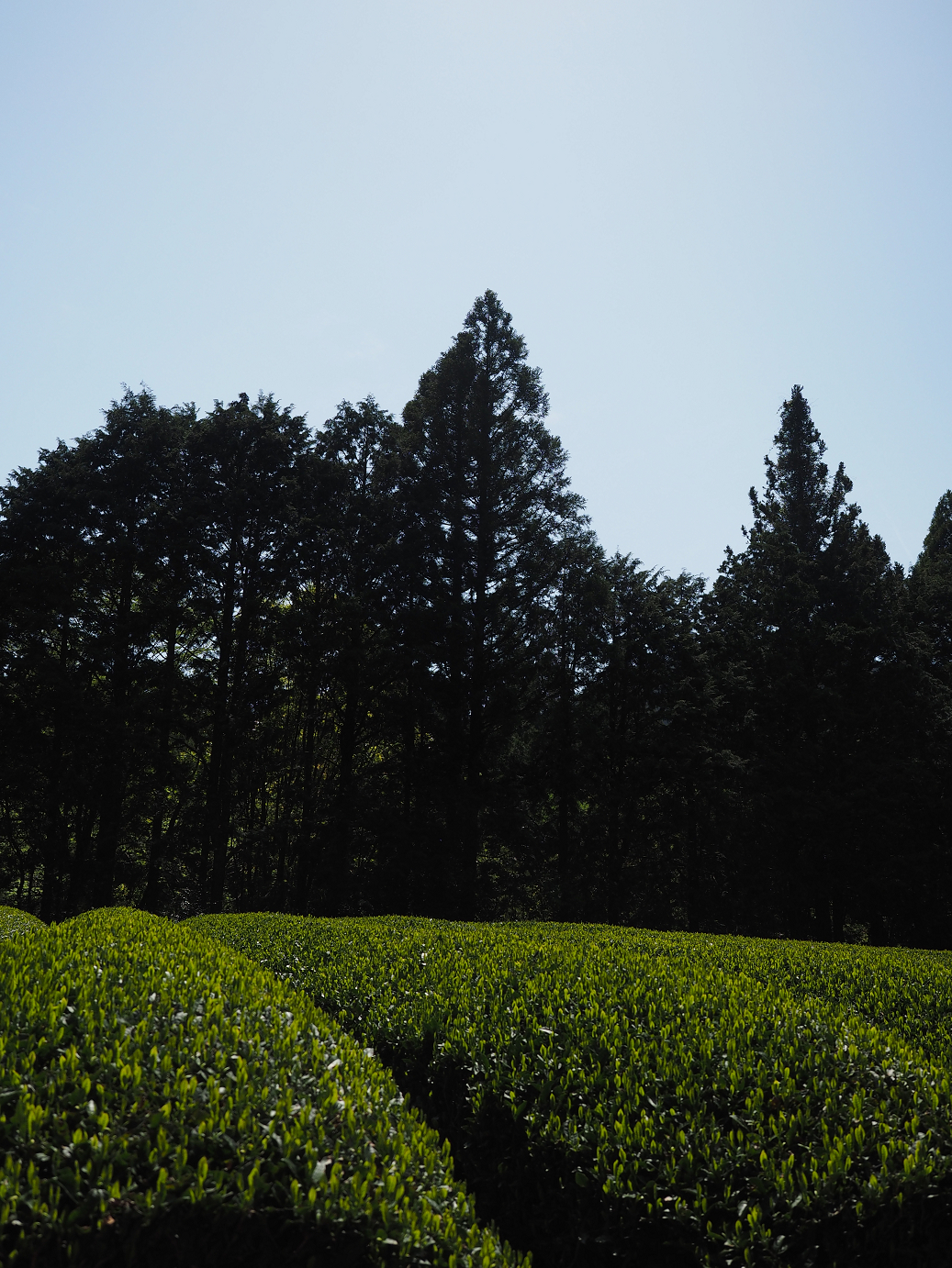 P50400546.jpg
