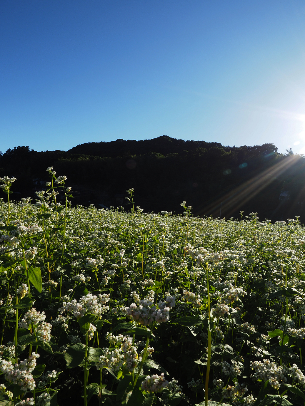 P61400041.jpg