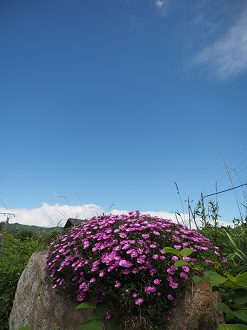 P61400159_thumb.png