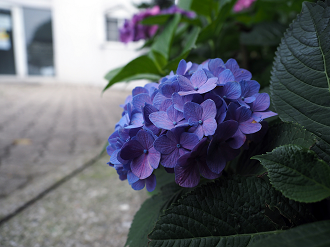 P6210145_thumb.png