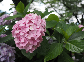 P6290204_thumb.png