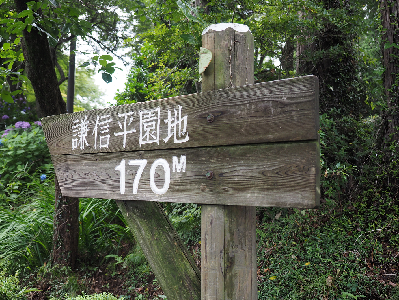 P6290205.jpg