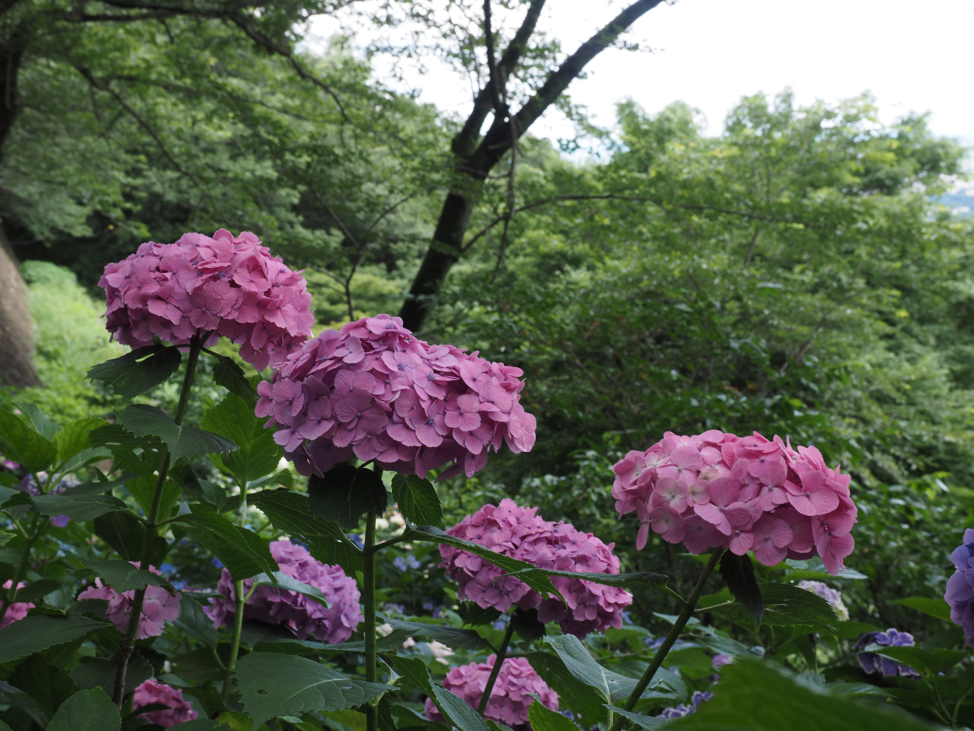 P6290217.jpg