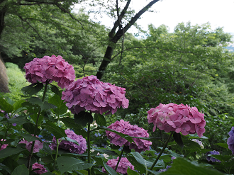 P6290217_thumb.png