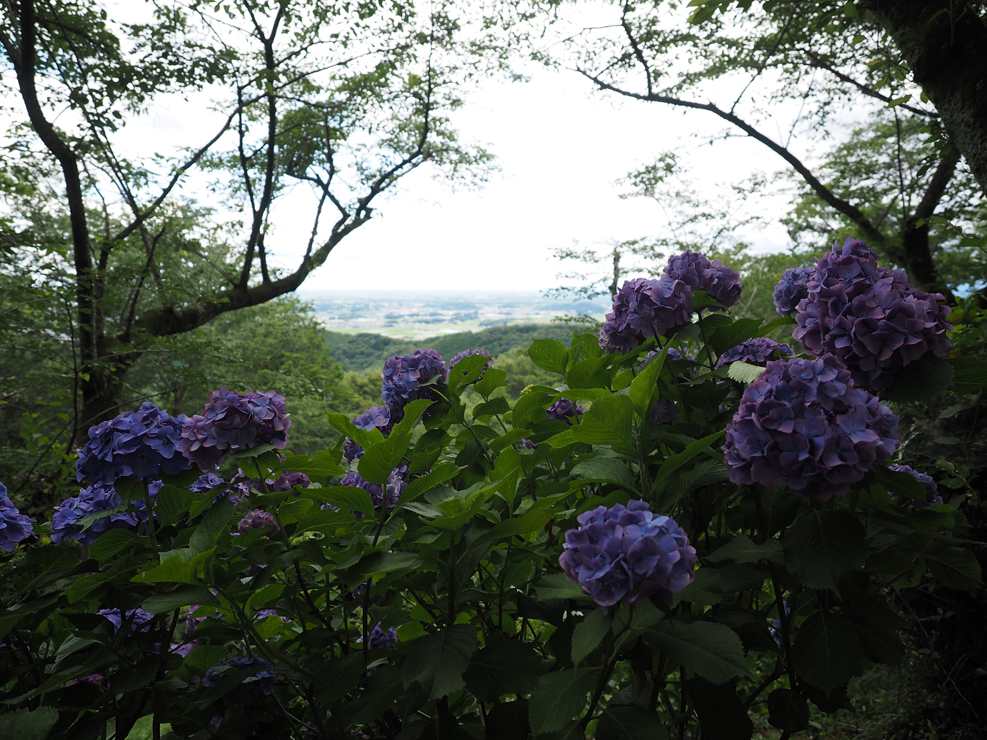 P6290268.jpg