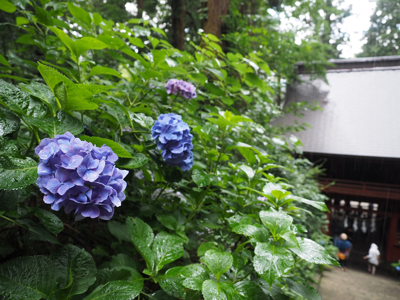 P6290320.jpg