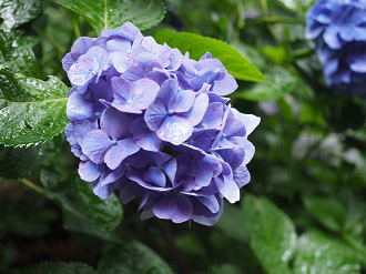 P6290321_thumb.png