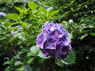P6290387_thumb.png