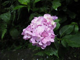 P6290401_thumb.png