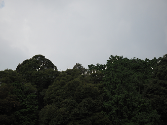 P7190203_thumb.png