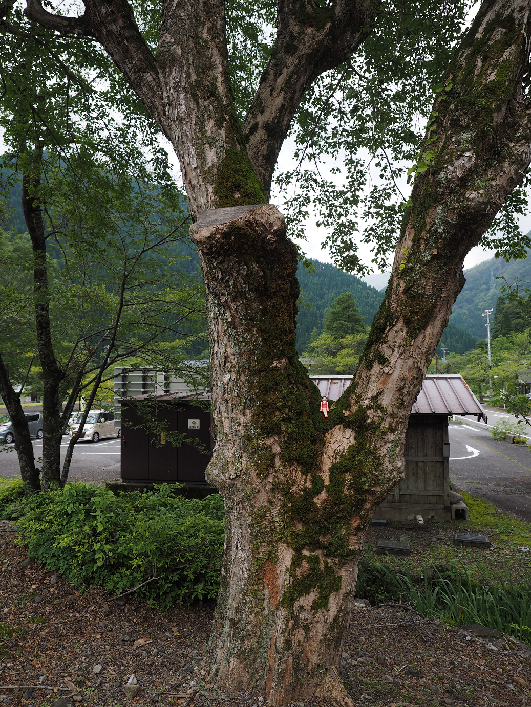 P7190273.jpg