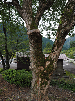 P7190273_thumb.png