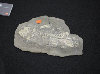P7210016_thumb.png