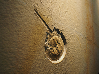 P7210136_thumb.png