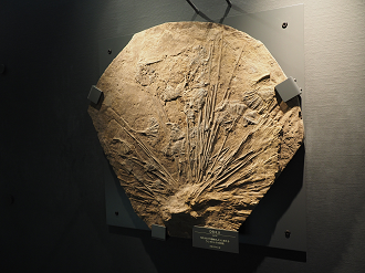 P7210146_thumb.png