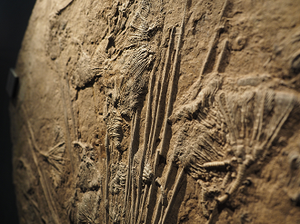 P7210148_thumb.png