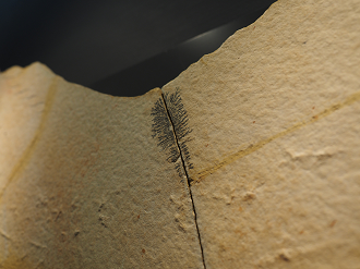 P7210150_thumb.png