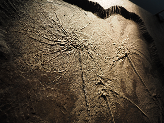 P7210156_thumb.png
