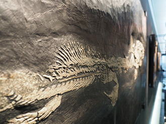 P7210164_thumb.png