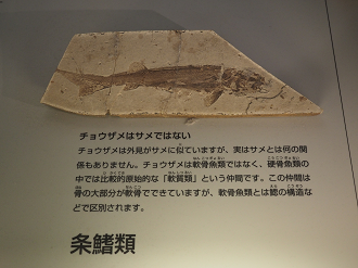 P7210448_thumb.png