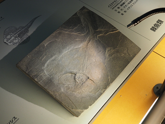 P7210453_thumb.png