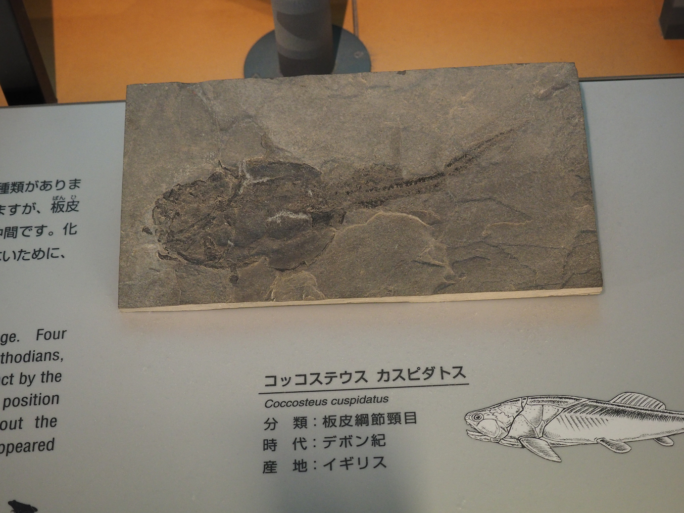 P7210455.jpg