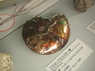 P7210485_thumb.png