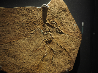 P7210513_thumb.png