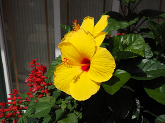 P7261536_thumb.png