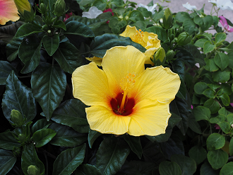P7261541_thumb.png