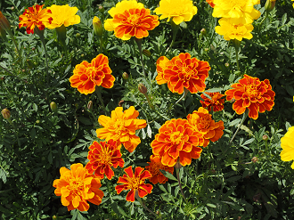 P7261542_thumb.png