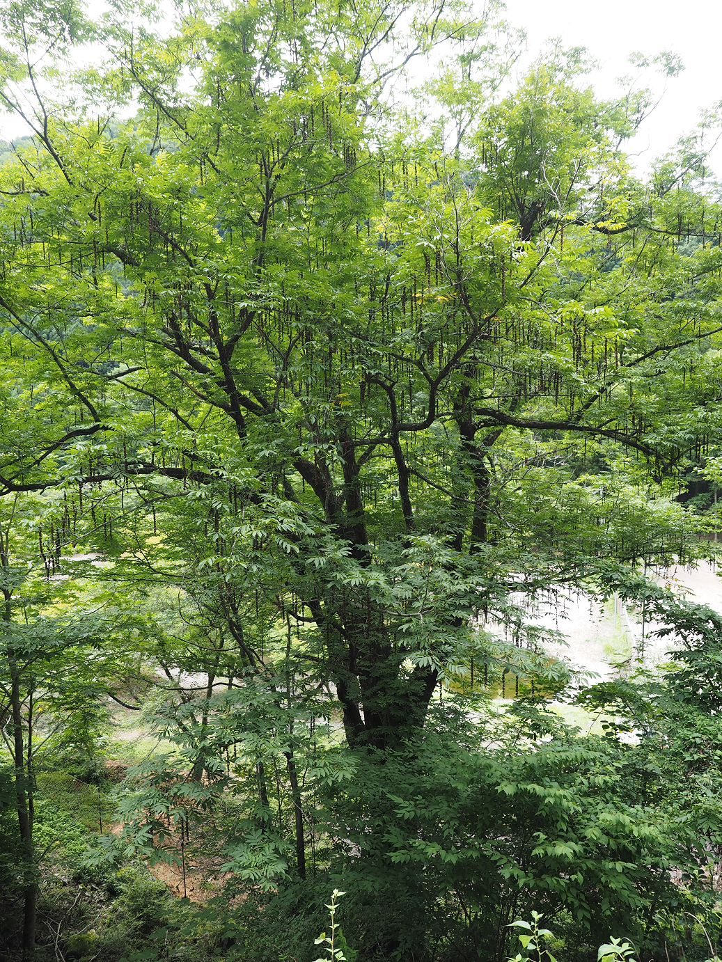 P8080023.jpg