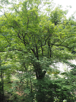 P8080023_thumb.png