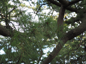 P8080542_thumb.png